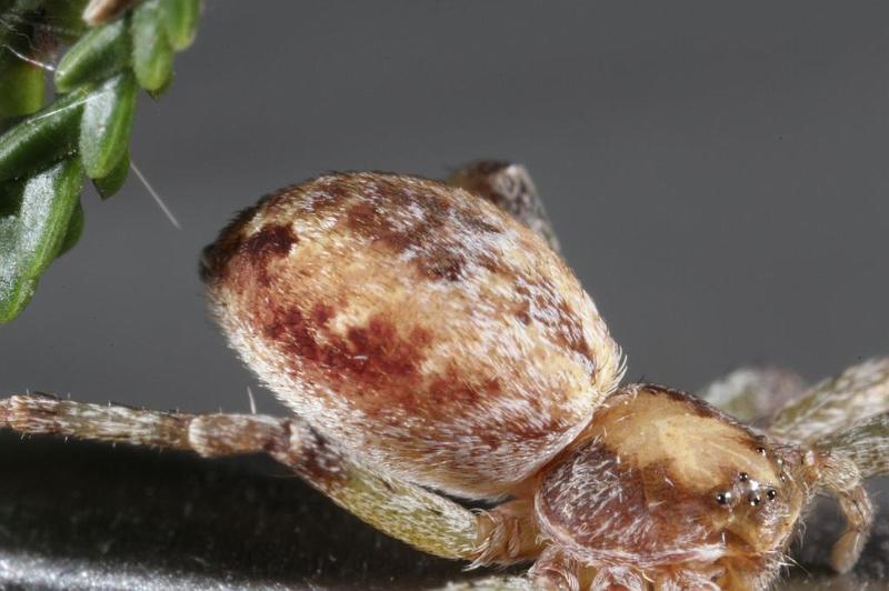 Philodromus_aureolus_D7501_Z_88_NP De Hoge Veluwe_Nederland.jpg